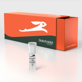 [Biotechrabbit] UPstart™ Taq Antibody, 1 mg/ml