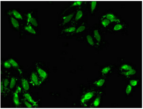 [AFG Scientific] ABT1 Antibody