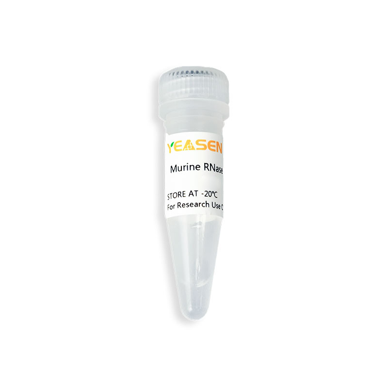 [YEASEN] Murine RNase inhibitor (40 U/μL)