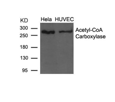 [AFG Scientific] ACACA (Ab-79) Antibody