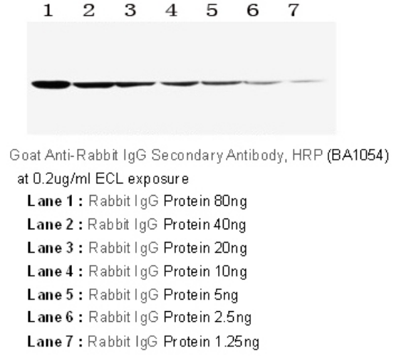 [Boster Bio] HRP Conjugated AffiniPure Goat Anti-Rabbit IgG (H+L)