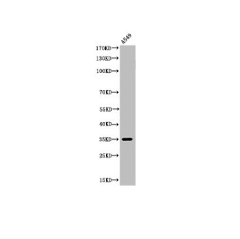 [AFG Scientific] Acetyl-APEX1 (K6) Antibody