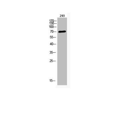 [AFG Scientific] Acetyl-ARNTL (K538) Antibody