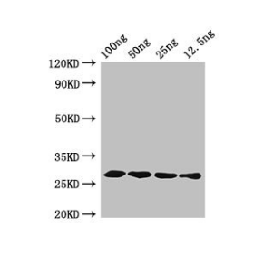 [AFG Scientific] hfb1 Antibody