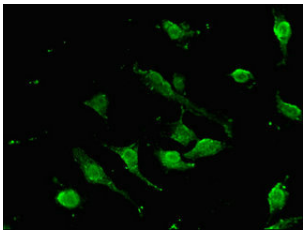 [AFG Scientific] SOX9 Antibody