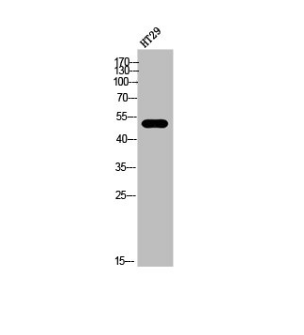 [AFG Scientific] CNR1 Antibody