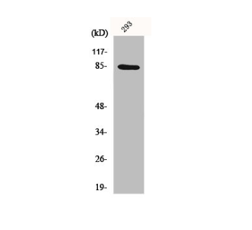 [AFG Scientific] CHUK Antibody