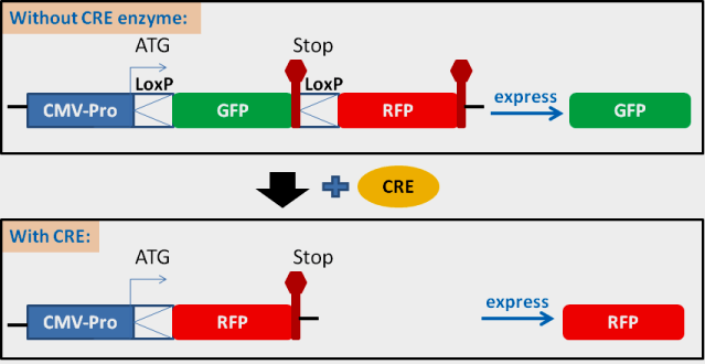 [GenTarget] CRE and Flp reporting cells