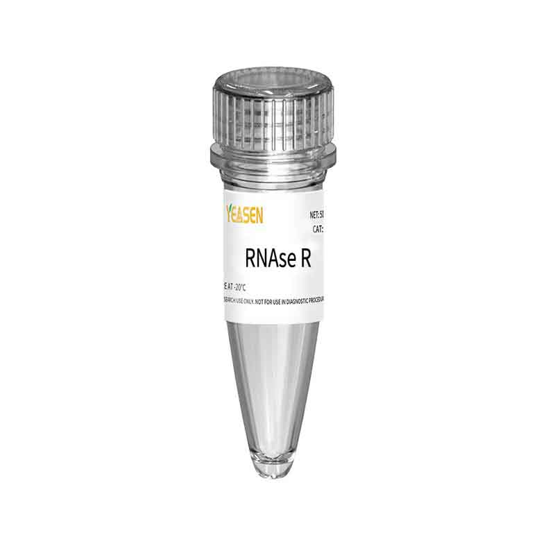 [YEASEN] RNase R (20 U/μL)