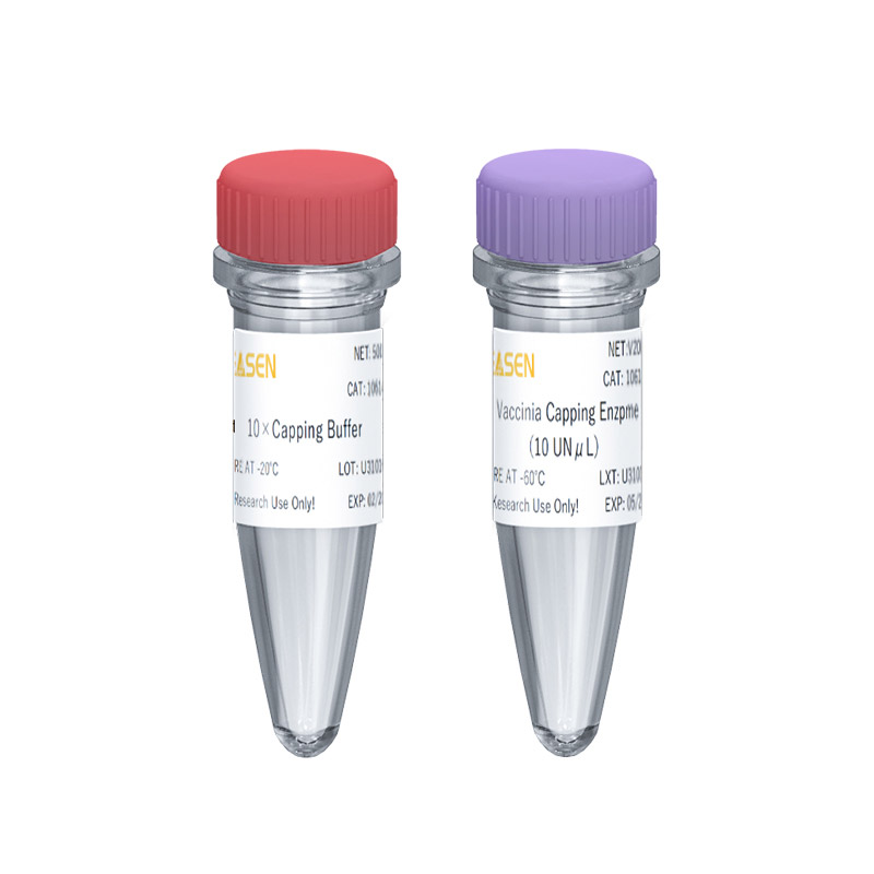 [YEASEN] mRNA Vaccinia Capping Enzyme GMP-grade (10 U/μL)