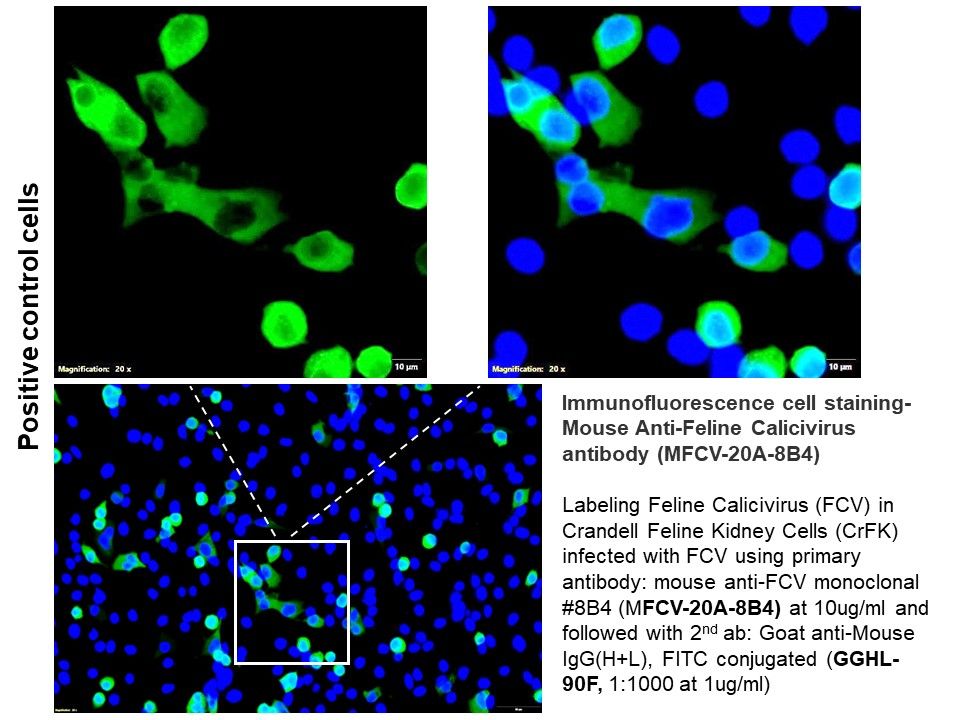 [ICL lab] Anti-Feline Calicivirus Antibody (Mouse - Clone #8B4) - Monoclonal