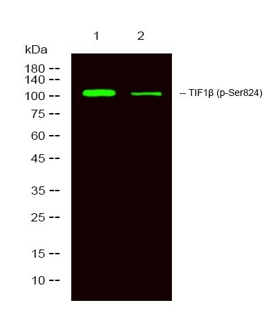 [Signalway Antibody (SAB)] TRIM28(phospho-Ser824) Antibody