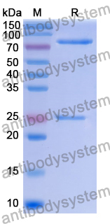 [Antibodysystem] Research Grade Tividenofusp Alfa