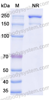 [Antibodysystem] Anti-dsRNA Antibody (9D5)