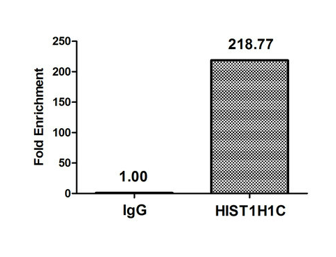 [AFG Scientific] 2-hydroxyisobutyryl-HIST1H1C (K109) Antibody