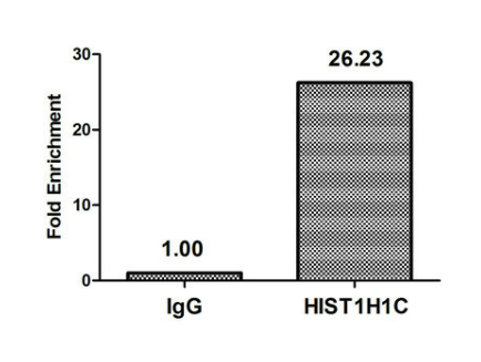 [AFG Scientific]  2-hydroxyisobutyryl-HIST1H1C (K116) Antibody