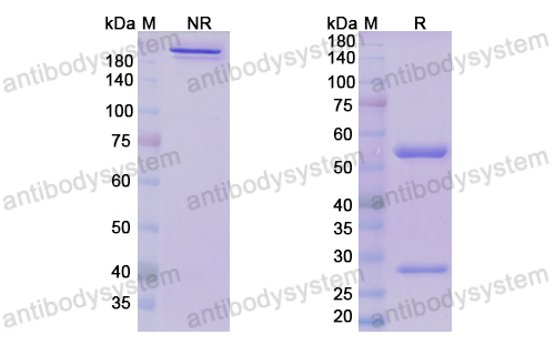 [Antibodysystem] Research Grade Donanemab