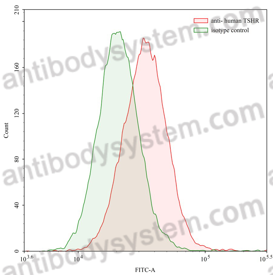 [Antibodysystem] Anti-Human TSHR/LGR3 Antibody (M22)