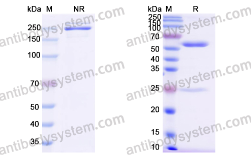 [Antibodysystem] Research Grade Tidutamab