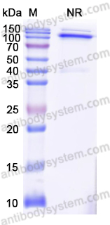 [Antibodysystem] Research Grade Anti-Human CD47/MER6 Antibody (ALX148)