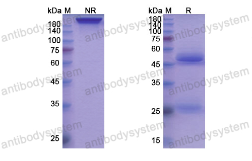 [Antibodysystem] Research Grade Torudokimab