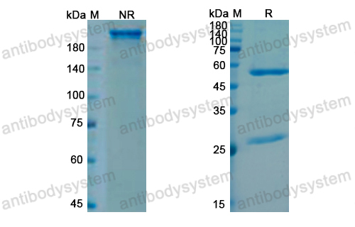 [Antibodysystem] Research Grade Sutimlimab