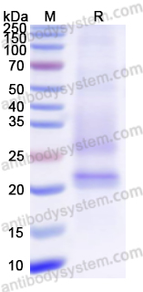 [Antibodysystem] Recombinant ASFV p54/pE183L Protein, C-His