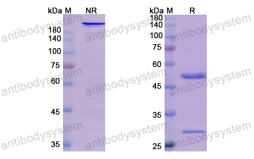 [Antibodysystem] Research Grade Bermekimab