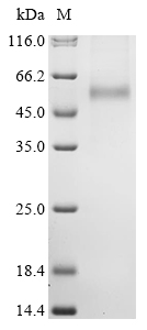 [Cusabio] Recombinant Hantaan virus Envelopment polyprotein (GP), partial