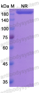 [Antibodysystem] Research Grade Lutikizumab