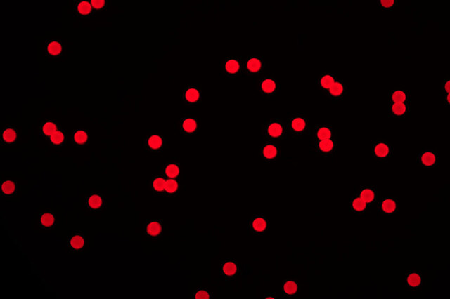 [Nanomicro Technology] Fluorescent Polystyrene Beads