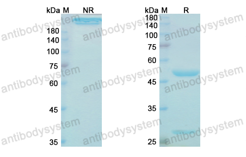 [Antibodysystem] Research Grade Gevokizumab