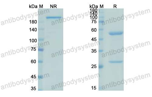 [Antibodysystem] Research Grade Pascolizumab