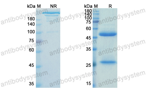 [Antibodysystem] Research Grade Ziltivekimab