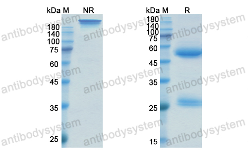 [Antibodysystem] Research Grade Sirukumab