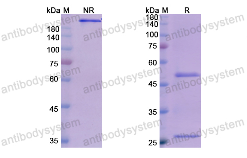 [Antibodysystem] Research Grade Olokizumab