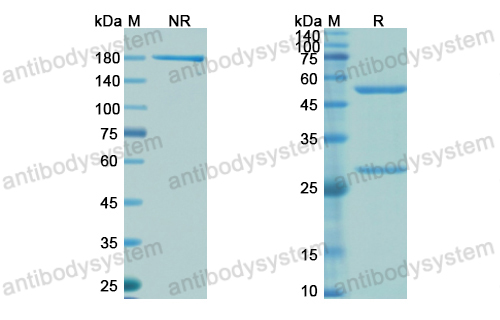 [Antibodysystem] Research Grade Clazakizumab