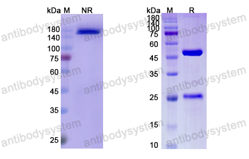 [Antibodysystem] Research Grade Enokizumab