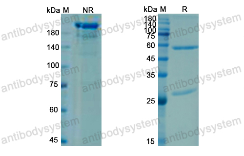 [Antibodysystem] Research Grade Briakinumab