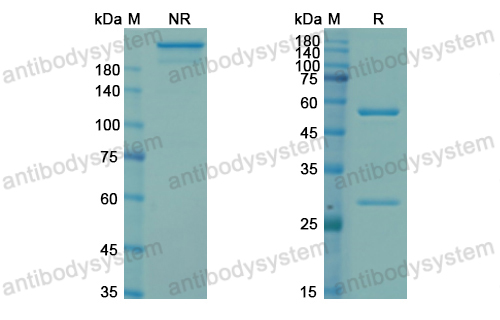 [Antibodysystem] Research Grade Cendakimab