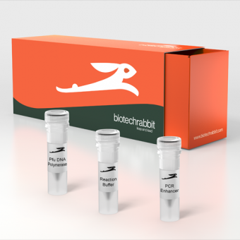 [Biotechrabbit] Pfu DNA Polymerase, 2.5 U/µl