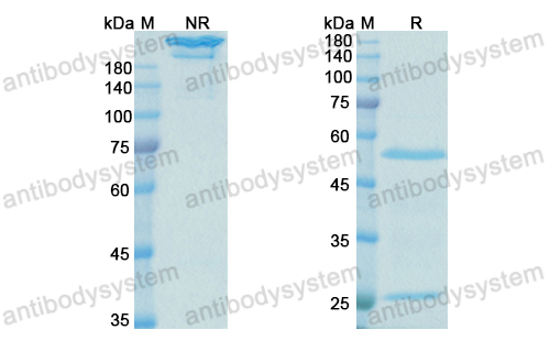 [Antibodysystem] Research Grade Lebrikizumab