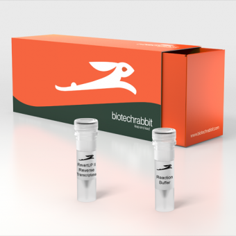 [Biotechrabbit] RevertUP™ II Reverse Transcriptase, 200 U/µl