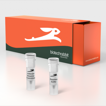 [Biotechrabbit] AllScript™ Reverse Transcriptase, 4 U/µl