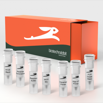 [Biotechrabbit] cDNA Synthesis Kit