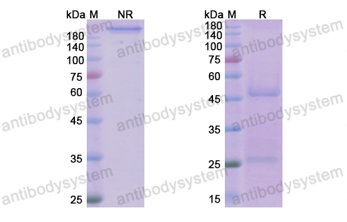 [Antibodysystem] Research Grade Tralokinumab