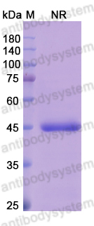 [Antibodysystem] Research Grade Abrezekimab