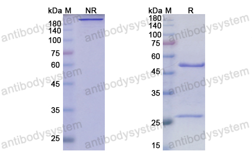 [Antibodysystem] Research Grade Anrukinzumab