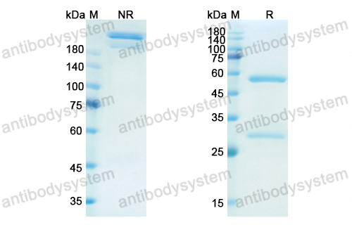 [Antibodysystem] Research Grade Dectrekumab