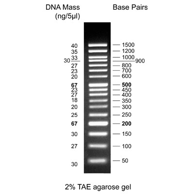 [Biotechrabbit] 50 bp DNA Ladder, ready to use